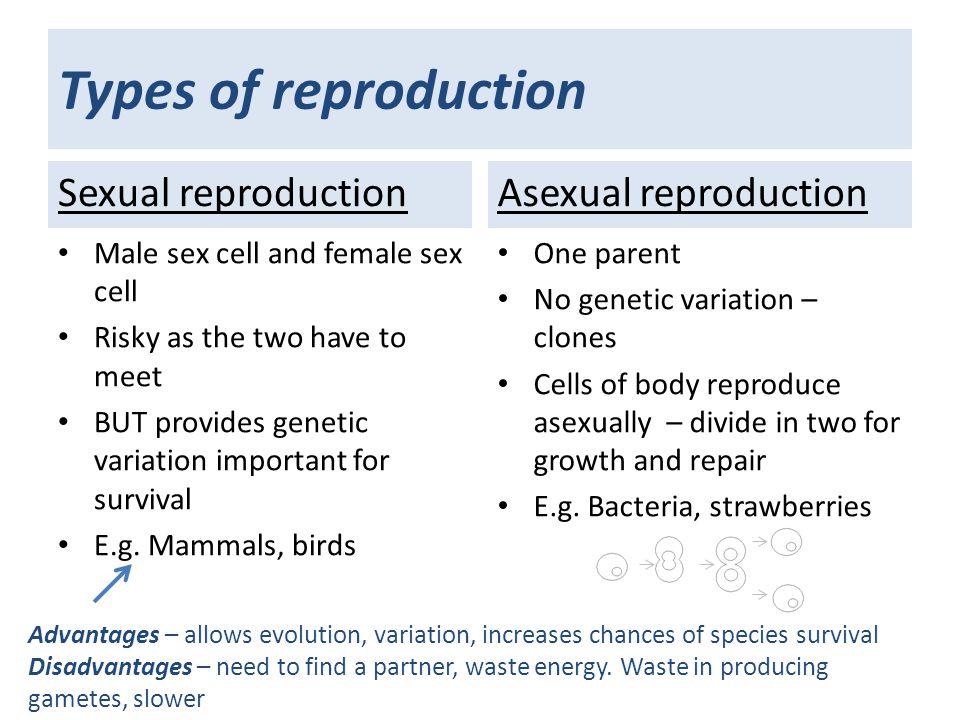 Types of reproduction Sexual reproduction Male sex cell and female sex cell Risky as the two have to meet BUT provides genetic variation important for survival E.g.