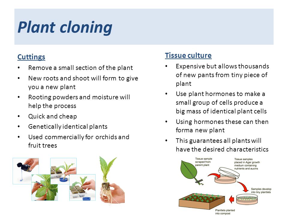 Plant cloning Cuttings Remove a small section of the plant New roots and shoot will form to give you a new plant Rooting powders and moisture will help the process Quick and cheap Genetically identical plants Used commercially for orchids and fruit trees Tissue culture Expensive but allows thousands of new pants from tiny piece of plant Use plant hormones to make a small group of cells produce a big mass of identical plant cells Using hormones these can then forma new plant This guarantees all plants will have the desired characteristics