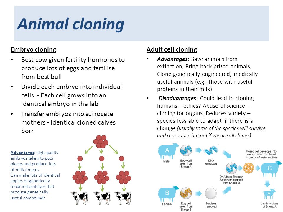 Animal cloning Embryo cloning Best cow given fertility hormones to produce lots of eggs and fertilise from best bull Divide each embryo into individual cells - Each cell grows into an identical embryo in the lab Transfer embryos into surrogate mothers - Identical cloned calves born Adult cell cloning Advantages: Save animals from extinction, Bring back prized animals, Clone genetically engineered, medically useful animals (e.g.