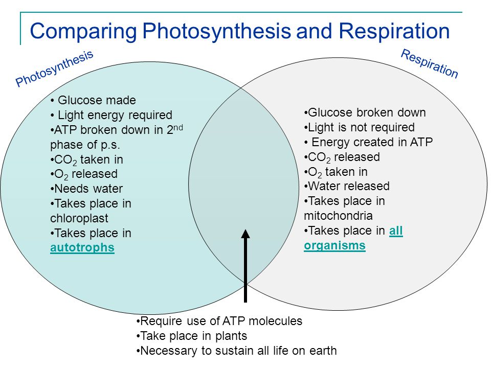 free essay writer online algebra help online starting at photosynthesis and respiration venn diagram