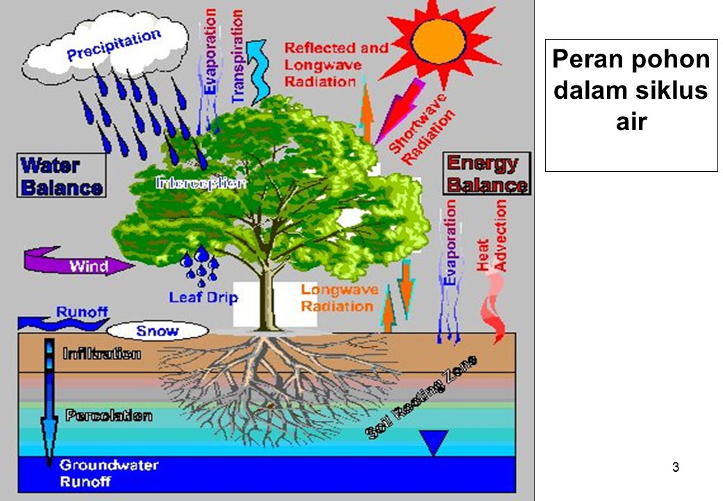 1 Menanam Pohon Untuk Menyimpan Air Hijau Bahan Kajian Mk Filosofi Lingkungan Hidup Soemarno Ppsub Ppt Download
