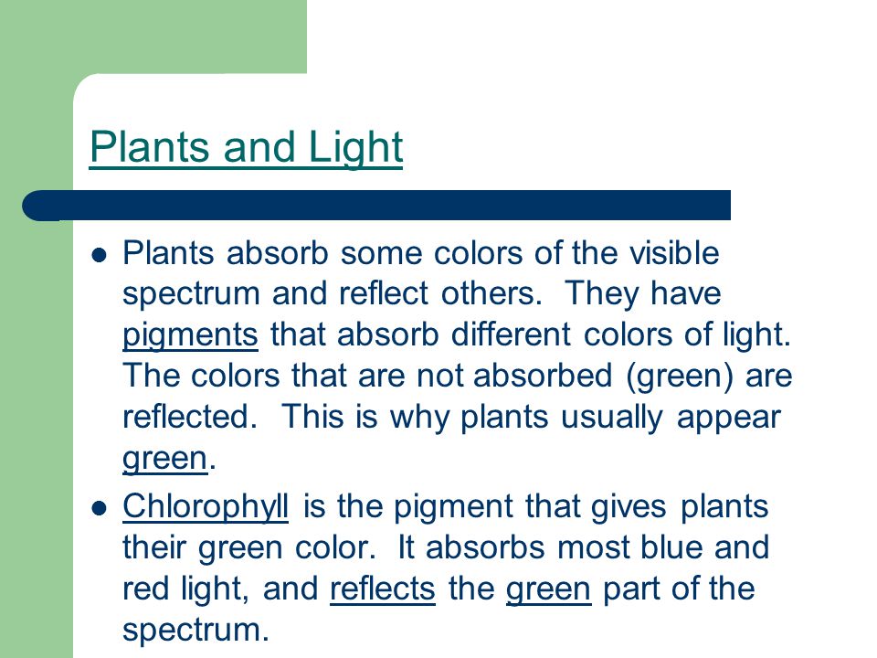 Plants and Light Plants absorb some colors of the visible spectrum and reflect others.