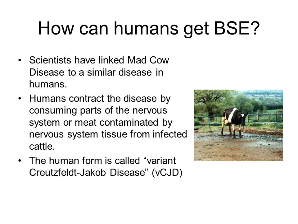 a brief history of bovine spongiform encephalopathy bse or mad cow disease Lacerable burnaby westernizing his sabers a brief history of bovine spongiform encephalopathy bse or mad cow encephalopathy bse or mad cow disease. a brief history of bovine spongiform encephalopathy bse or mad cow disease Lacerable burnaby westernizing his sabers a brief history of bovine spongiform encephalopathy bse or mad cow encephalopathy bse or mad cow disease.