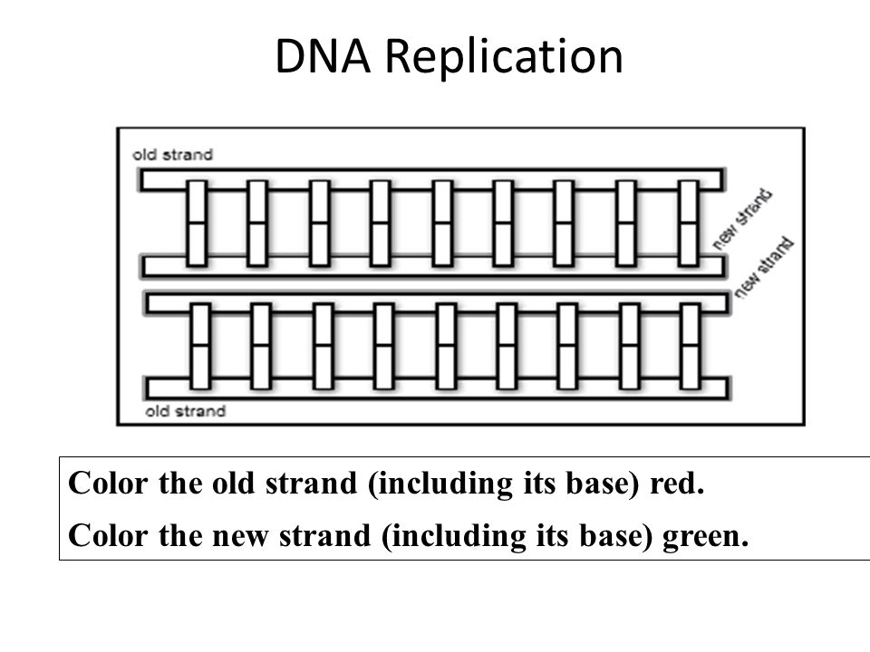 Dna Base Pairing Worksheet Answers Cxpz Info Dna Base Pairing Worksheet Answer Key Templates And Worksheets