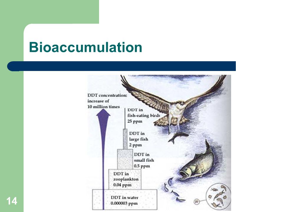 14 Bioaccumulation