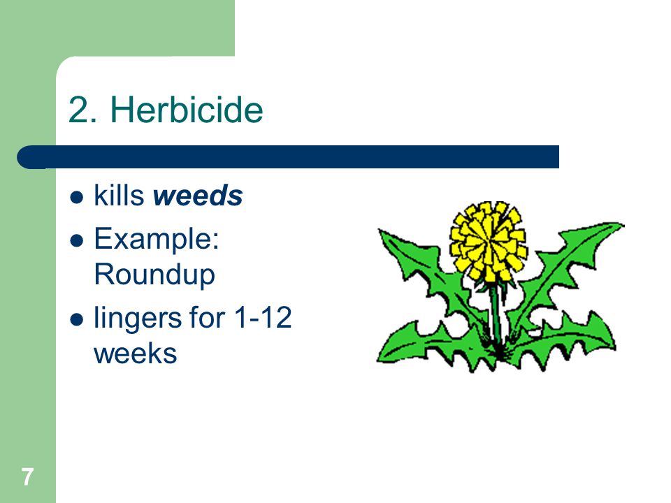 7 2. Herbicide kills weeds Example: Roundup lingers for 1-12 weeks