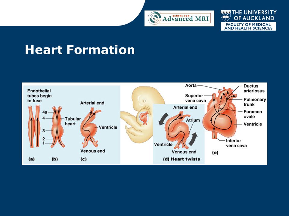 Heart Formation