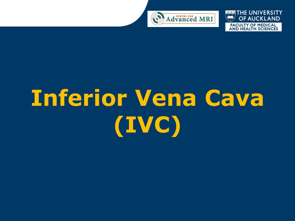 Inferior Vena Cava (IVC)