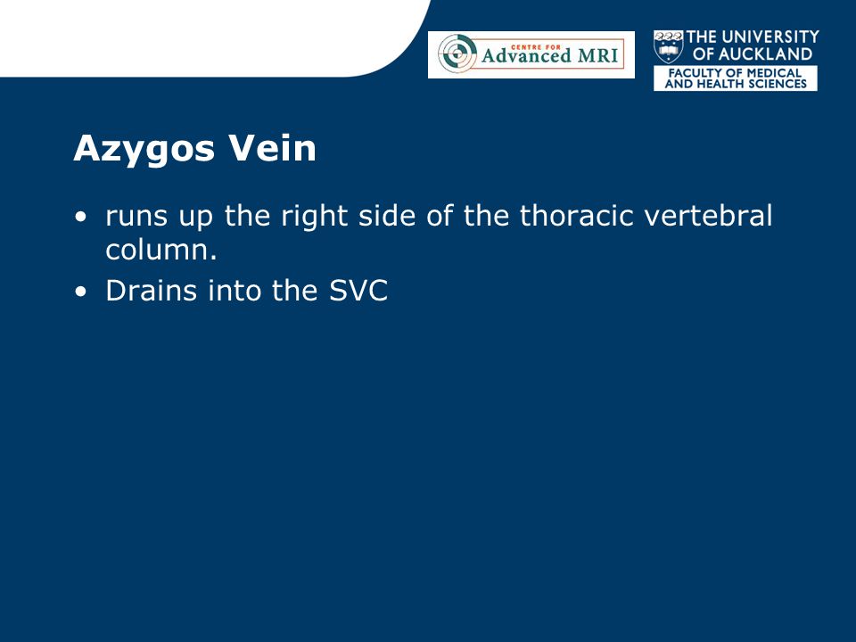 runs up the right side of the thoracic vertebral column. Drains into the SVC