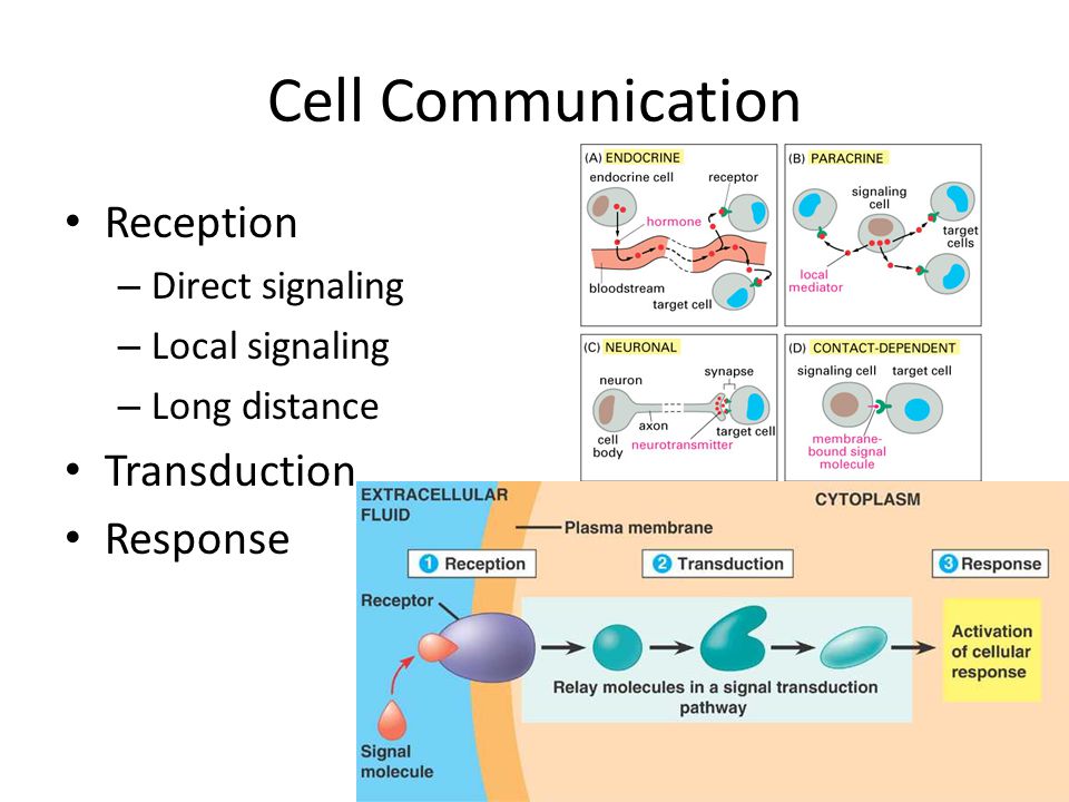 Essay On Cells