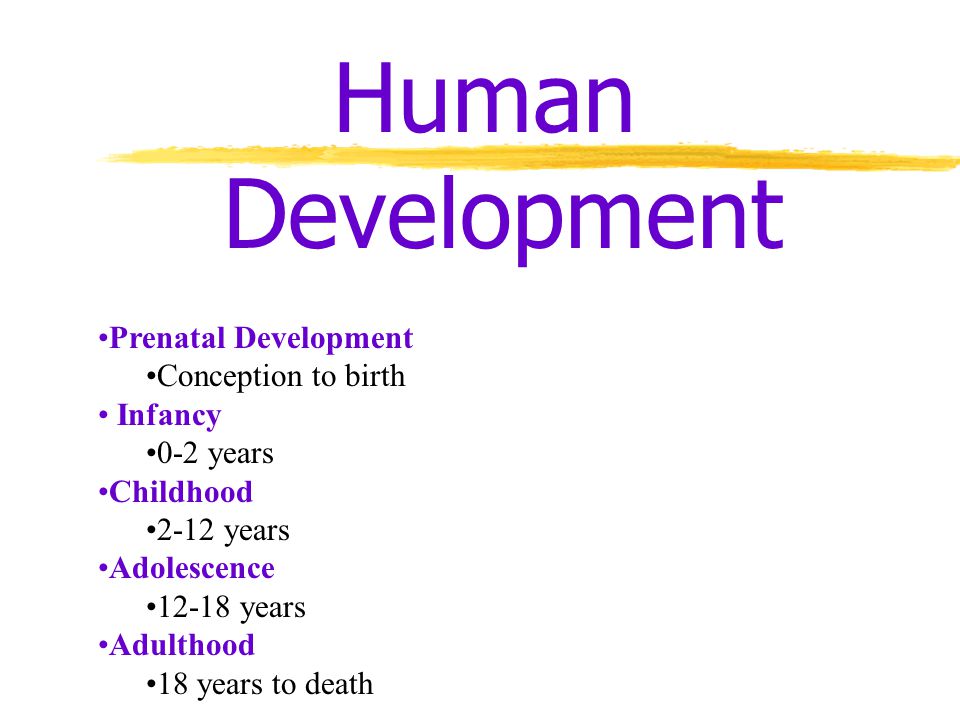 fetal development essay fetal development essay