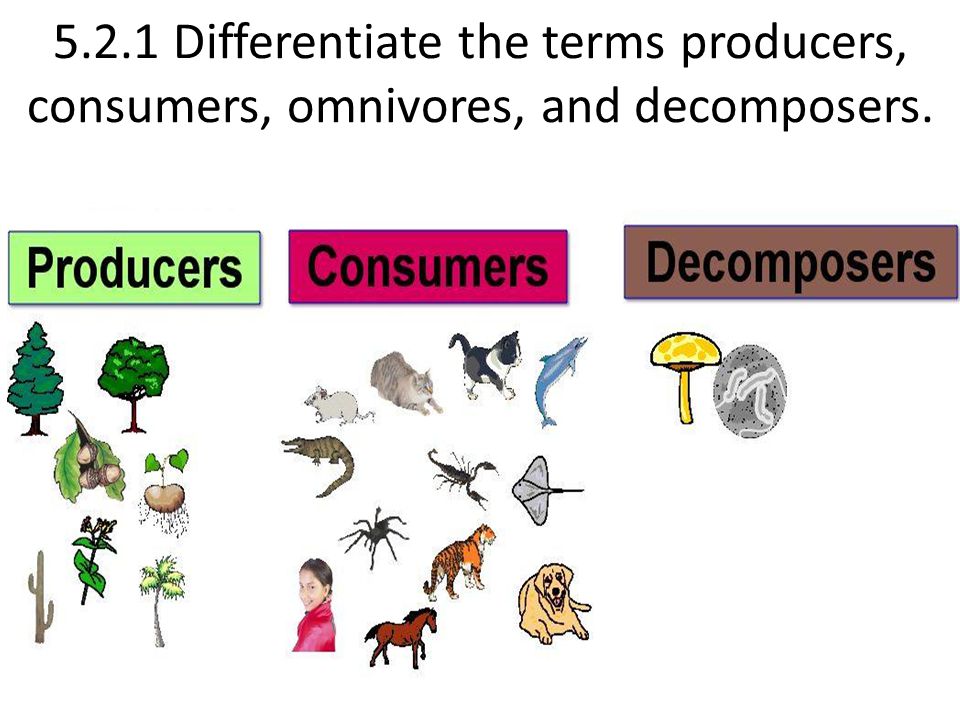 Worksheets Producers Consumers And Decomposers Worksheet chapter 5 northern character pages by lester green smallwood 2 1 differentiate the terms producers consumers omnivores and decomposers