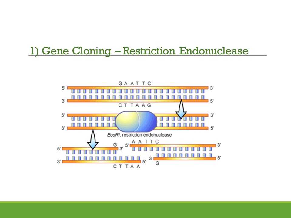 1) Gene Cloning – Restriction Endonuclease