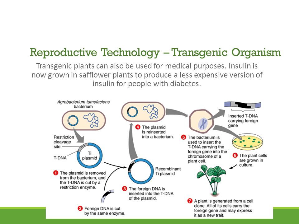 Transgenic plants can also be used for medical purposes.
