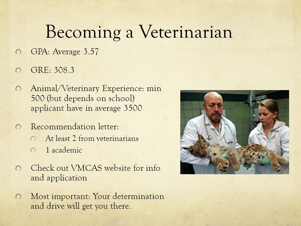 Becoming a Veterinarian GPA: Average 3.57 GRE: Animal/Veterinary Experience: min 500 (but depends on school) applicant have in average 3500 Recommendation letter: At least 2 from veterinarians 1 academic Check out VMCAS website for info and application Most important: Your determination and drive will get you there.