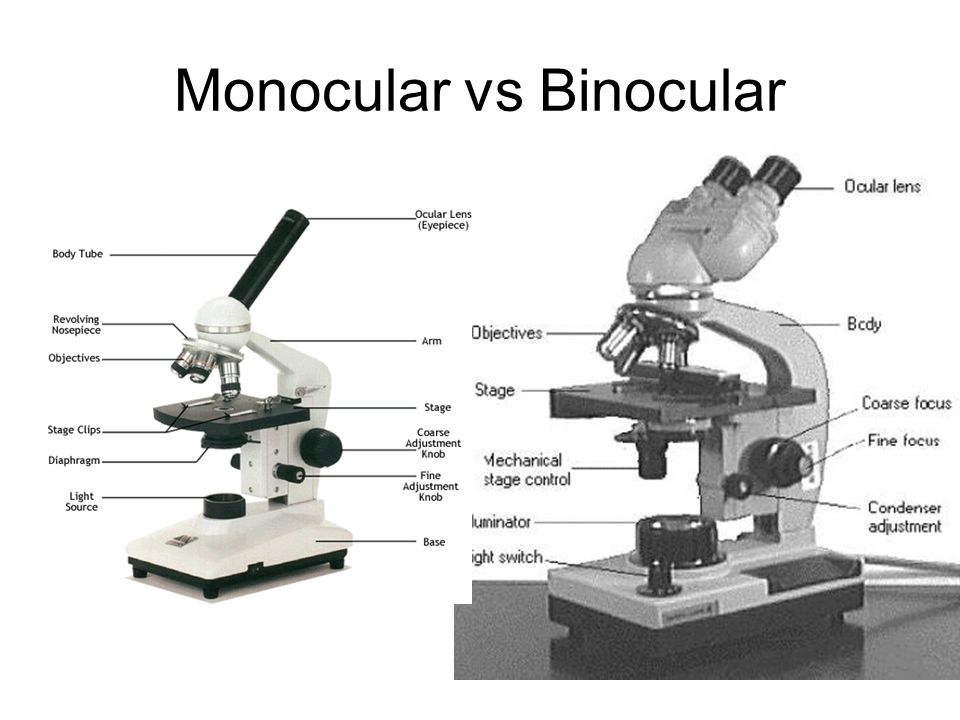 Printables The Compound Microscope Worksheet aim how do the parts of compound light microscope work simple vs microscope