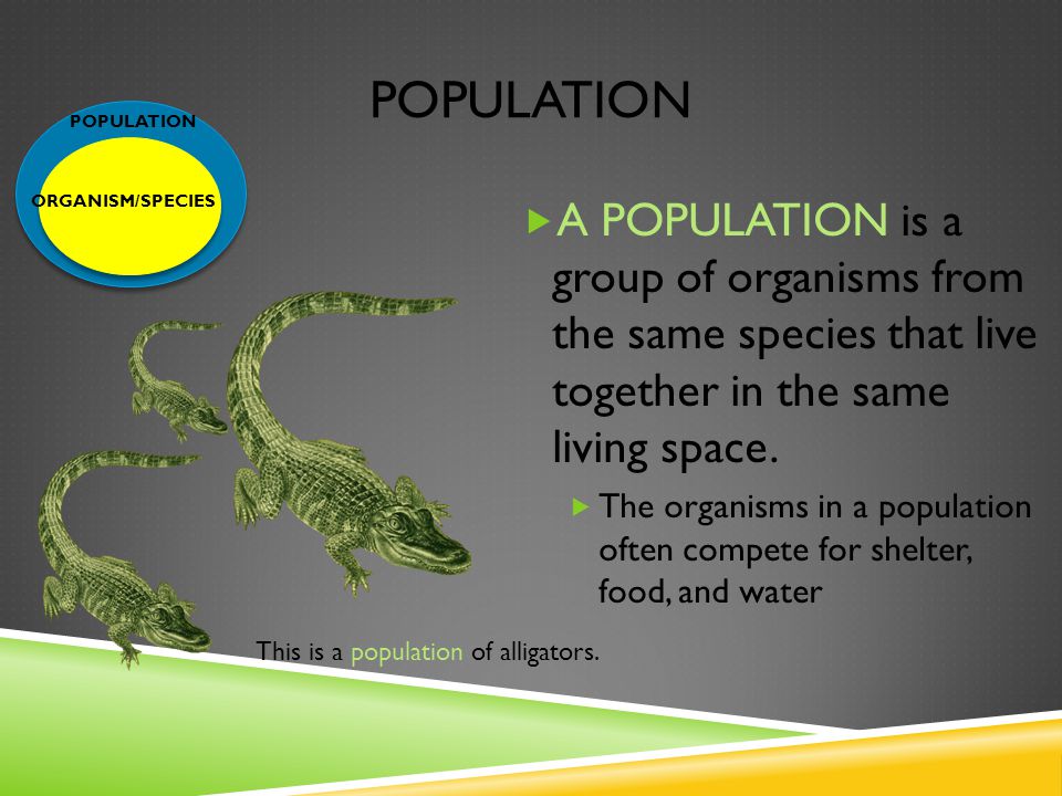 POPULATION  A POPULATION is a group of organisms from the same species that live together in the same living space.