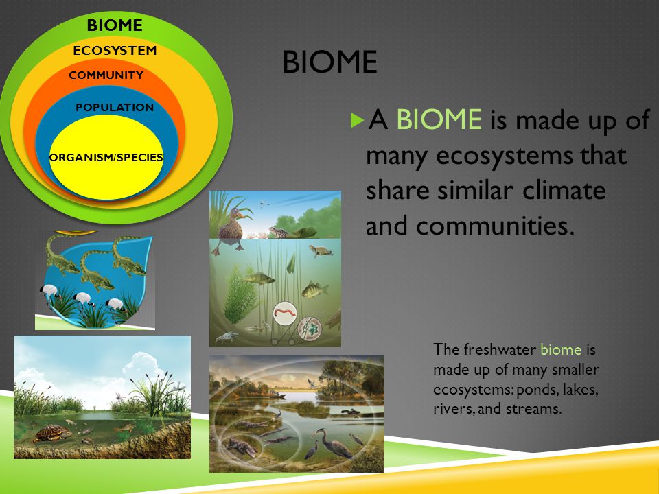 BIOME  A BIOME is made up of many ecosystems that share similar climate and communities.