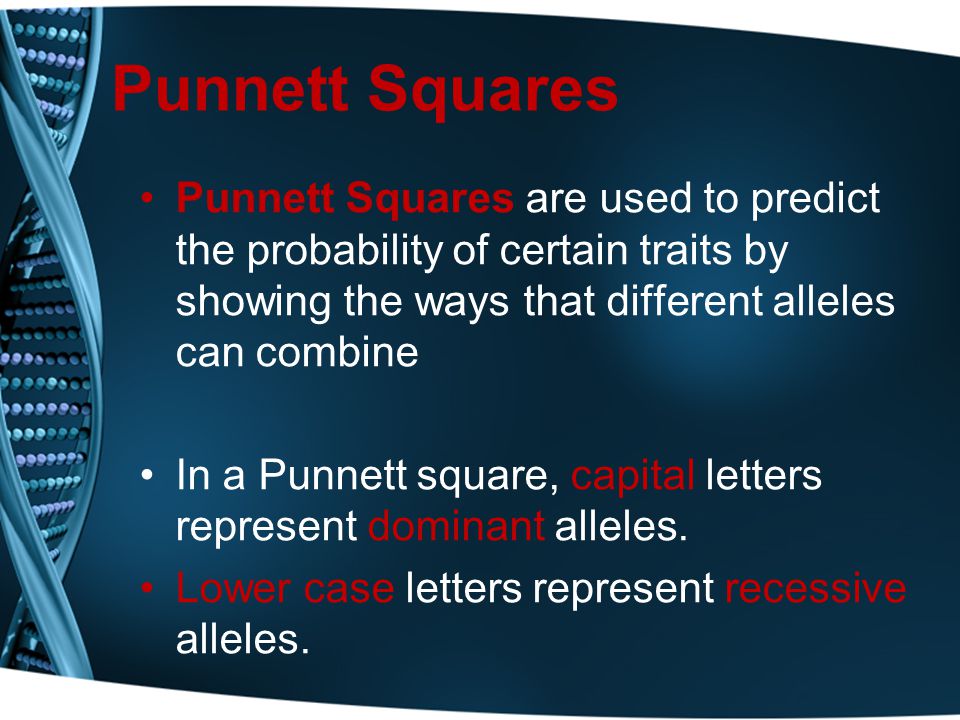 Punnett Squares Punnett Squares are used to predict the probability of certain traits by showing the ways that different alleles can combine In a Punnett square, capital letters represent dominant alleles.
