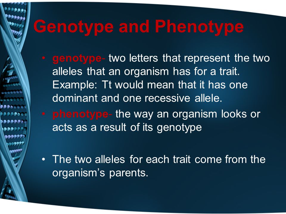 Genotype and Phenotype genotype- two letters that represent the two alleles that an organism has for a trait.