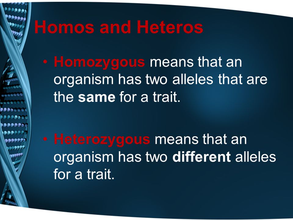 Homos and Heteros Homozygous means that an organism has two alleles that are the same for a trait.