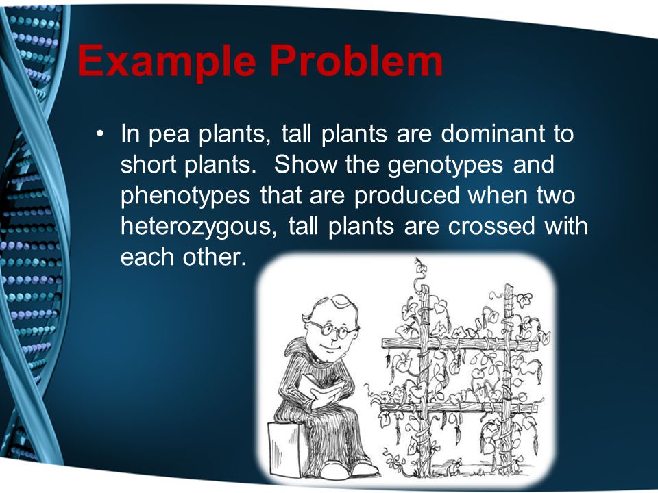 Example Problem In pea plants, tall plants are dominant to short plants.