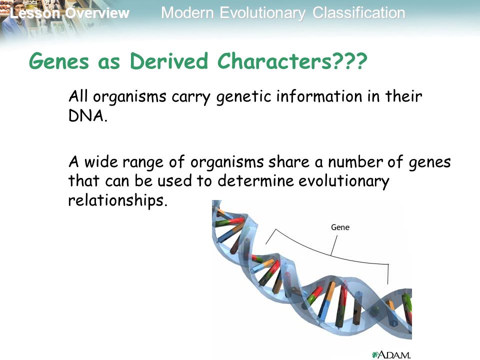 Printables Section 18-2 Modern Evolutionary Classification Worksheet Answers lesson overview modern evolutionary classification new techniques suggest the use of