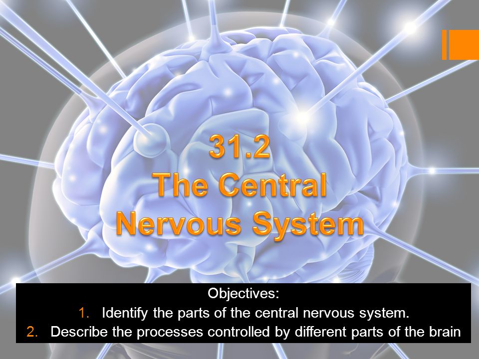 Objectives: 1.Identify the parts of the central nervous system.