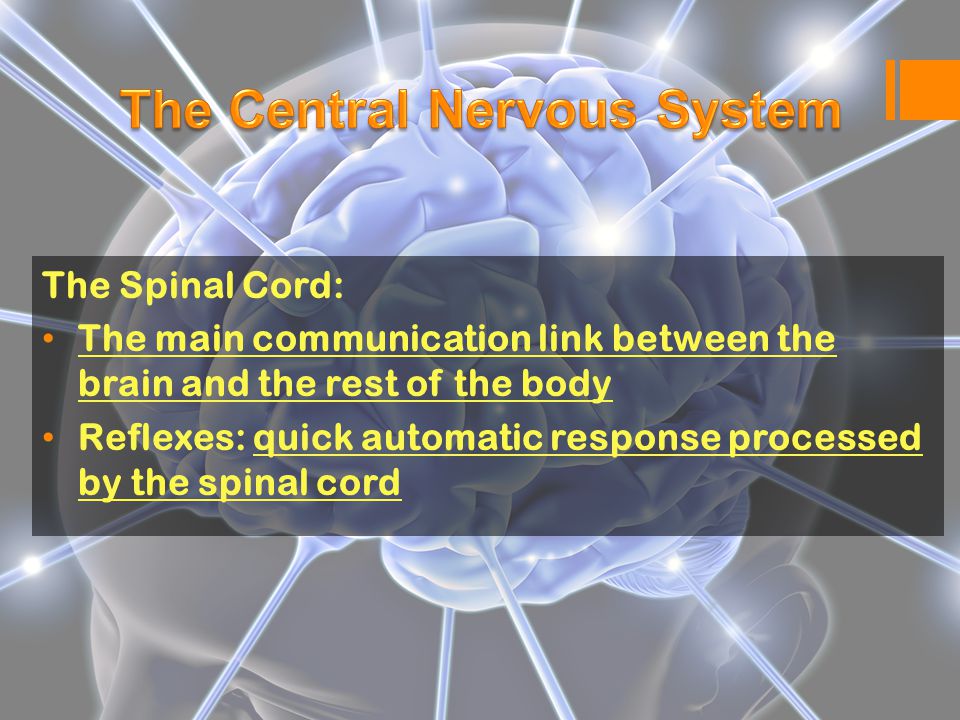 The Spinal Cord: The main communication link between the brain and the rest of the body Reflexes: quick automatic response processed by the spinal cord