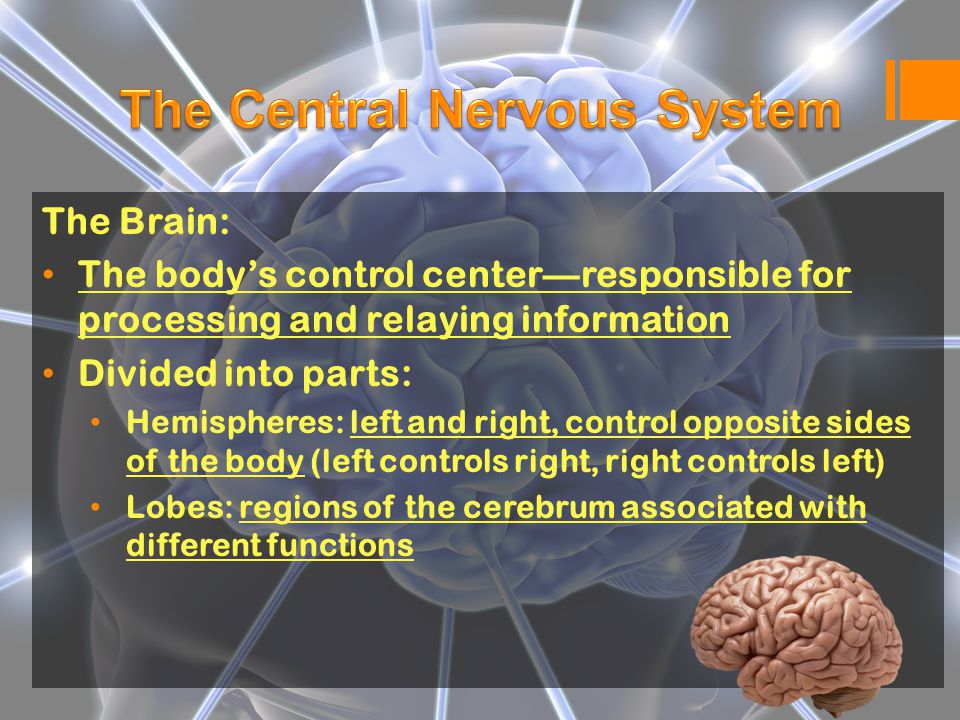 The Brain: The body’s control center—responsible for processing and relaying information Divided into parts: Hemispheres: left and right, control opposite sides of the body (left controls right, right controls left) Lobes: regions of the cerebrum associated with different functions