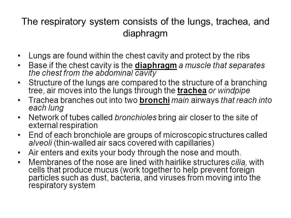 The respiratory system consists of the lungs, trachea, and diaphragm Lungs are found within the chest cavity and protect by the ribs Base if the chest cavity is the diaphragm a muscle that separates the chest from the abdominal cavity Structure of the lungs are compared to the structure of a branching tree, air moves into the lungs through the trachea or windpipe Trachea branches out into two bronchi main airways that reach into each lung Network of tubes called bronchioles bring air closer to the site of external respiration End of each bronchiole are groups of microscopic structures called alveoli (thin-walled air sacs covered with capillaries) Air enters and exits your body through the nose and mouth.