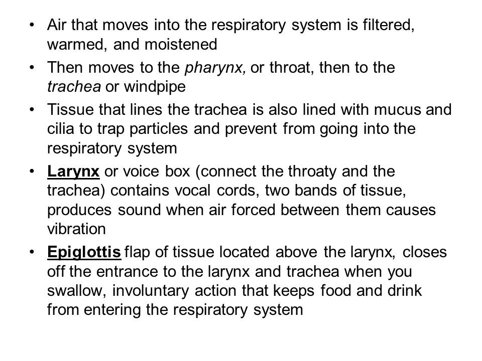 Air that moves into the respiratory system is filtered, warmed, and moistened Then moves to the pharynx, or throat, then to the trachea or windpipe Tissue that lines the trachea is also lined with mucus and cilia to trap particles and prevent from going into the respiratory system Larynx or voice box (connect the throaty and the trachea) contains vocal cords, two bands of tissue, produces sound when air forced between them causes vibration Epiglottis flap of tissue located above the larynx, closes off the entrance to the larynx and trachea when you swallow, involuntary action that keeps food and drink from entering the respiratory system