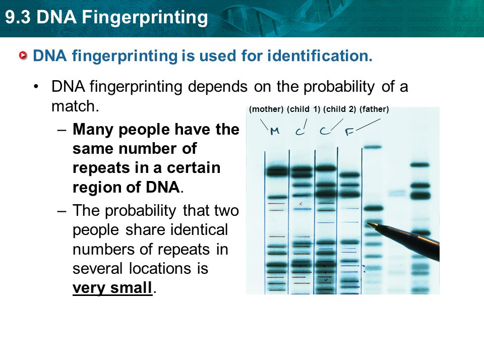 9.3 DNA Fingerprinting DNA fingerprinting is used for identification.