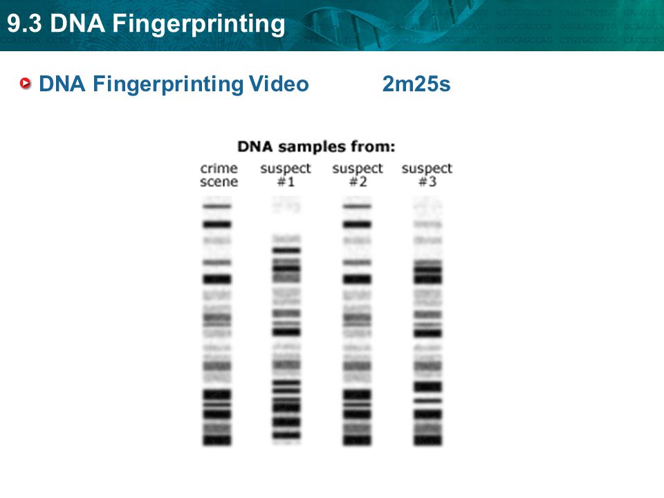 9.3 DNA Fingerprinting DNA Fingerprinting Video 2m25s