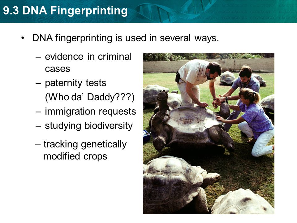 9.3 DNA Fingerprinting DNA fingerprinting is used in several ways.