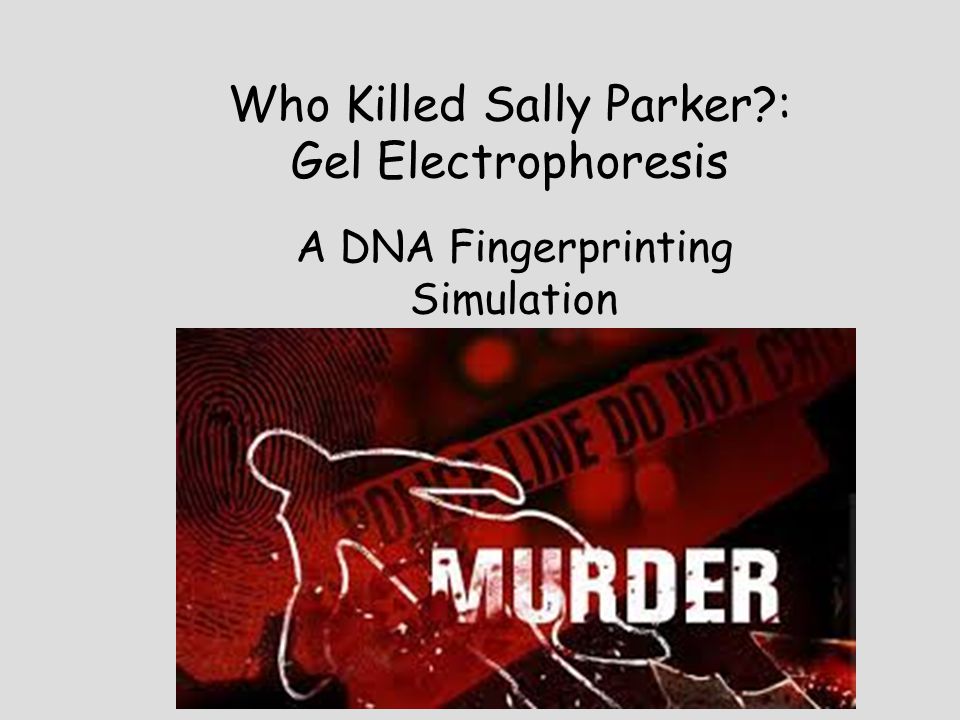 Who Killed Sally Parker : Gel Electrophoresis A DNA Fingerprinting Simulation