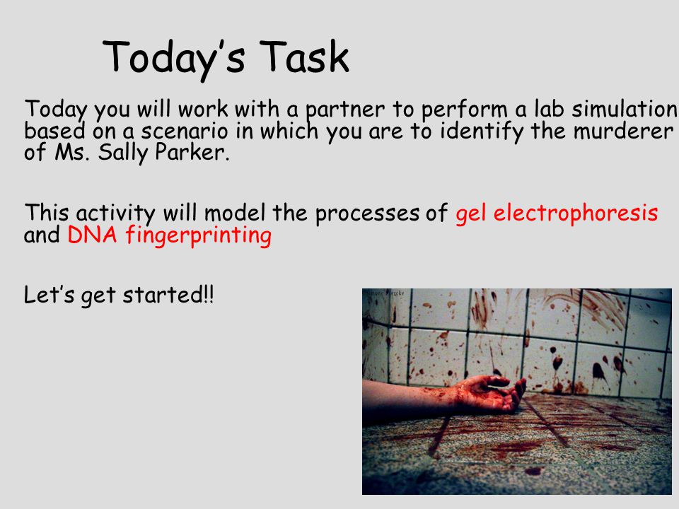 Today’s Task Today you will work with a partner to perform a lab simulation based on a scenario in which you are to identify the murderer of Ms.