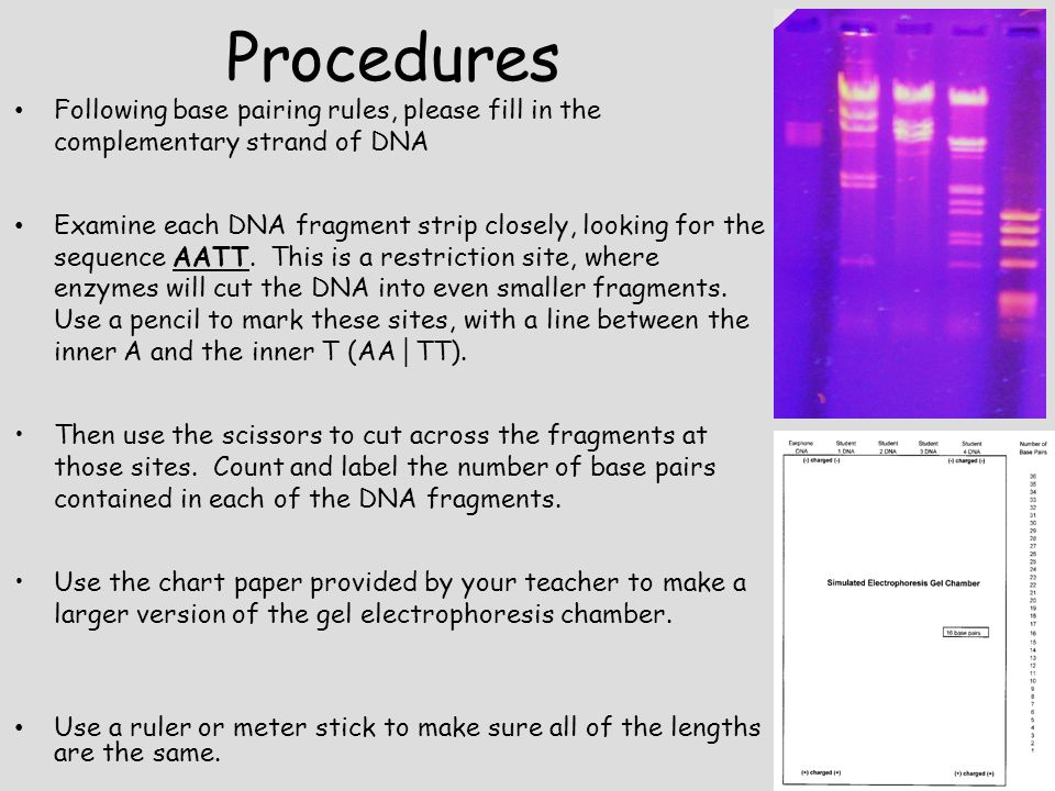 Procedures Following base pairing rules, please fill in the complementary strand of DNA Examine each DNA fragment strip closely, looking for the sequence AATT.