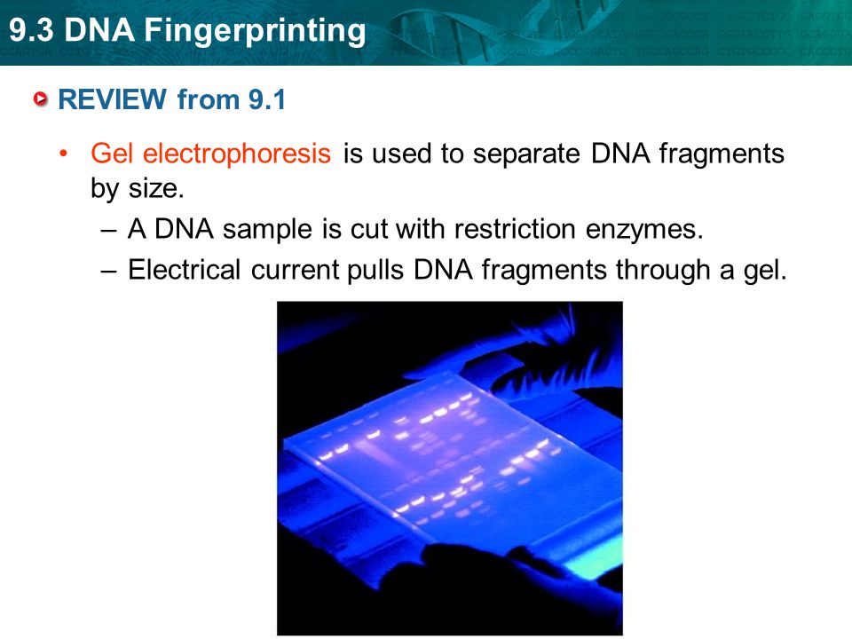 9.3 DNA Fingerprinting REVIEW from 9.1 Gel electrophoresis is used to separate DNA fragments by size.