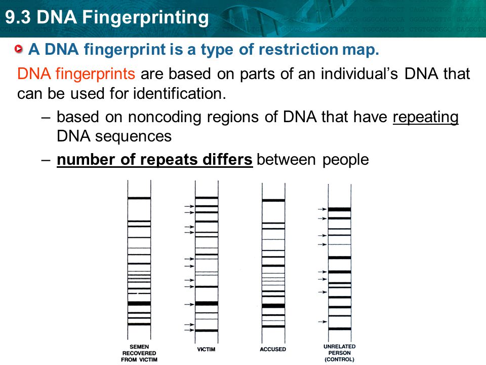 9.3 DNA Fingerprinting A DNA fingerprint is a type of restriction map.