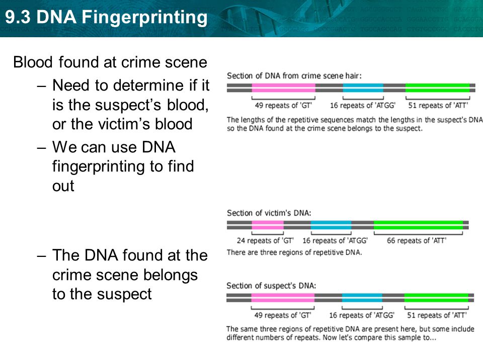 9.3 DNA Fingerprinting Blood found at crime scene –Need to determine if it is the suspect’s blood, or the victim’s blood –We can use DNA fingerprinting to find out –The DNA found at the crime scene belongs to the suspect