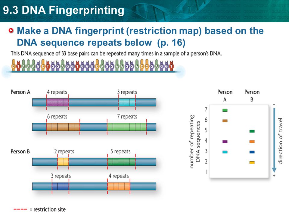 9.3 DNA Fingerprinting Make a DNA fingerprint (restriction map) based on the DNA sequence repeats below (p.