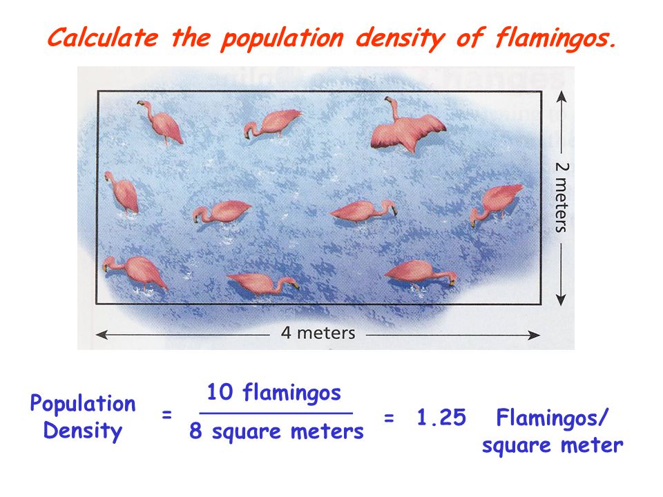 Calculate the population density of flamingos.