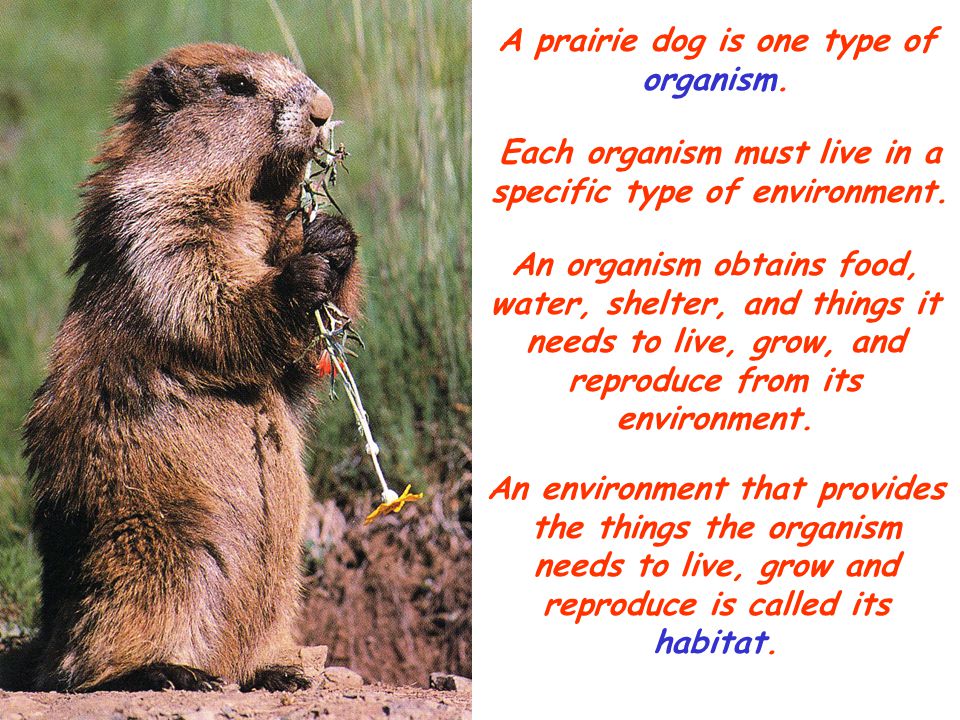 A prairie dog is one type of organism. Each organism must live in a specific type of environment.