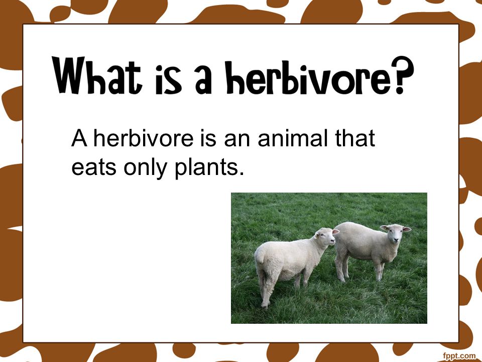 A herbivore is an animal that eats only plants.