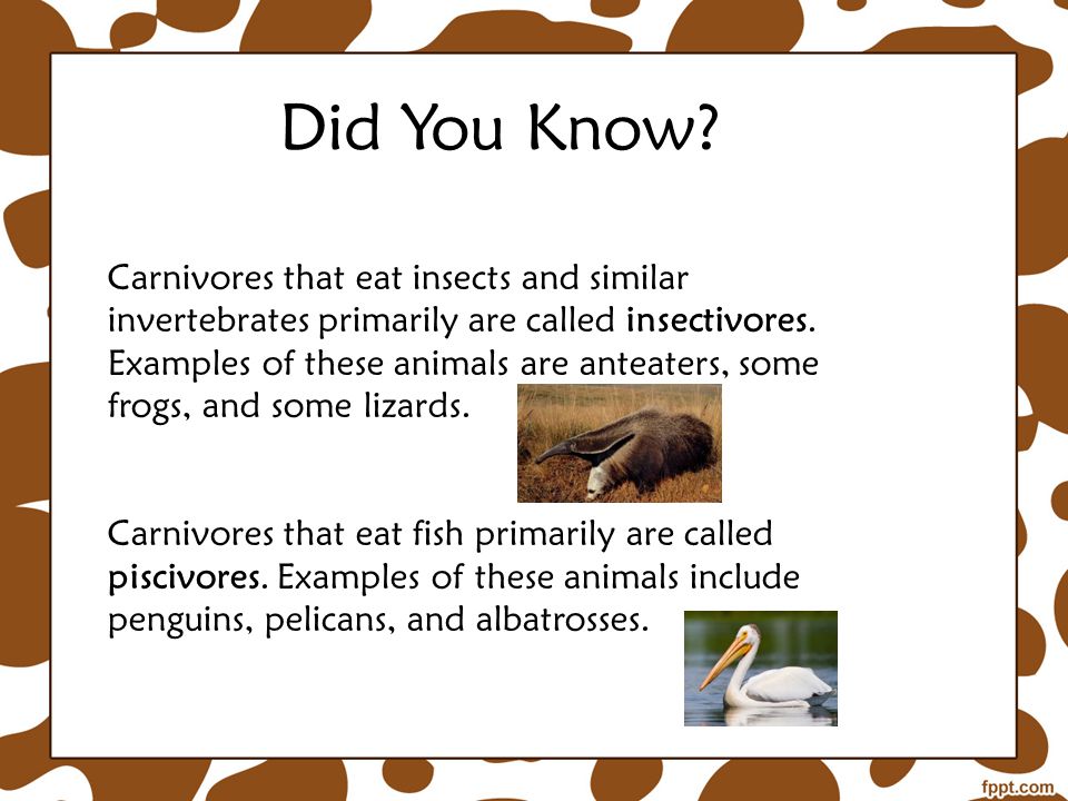 Carnivores that eat insects and similar invertebrates primarily are called insectivores.