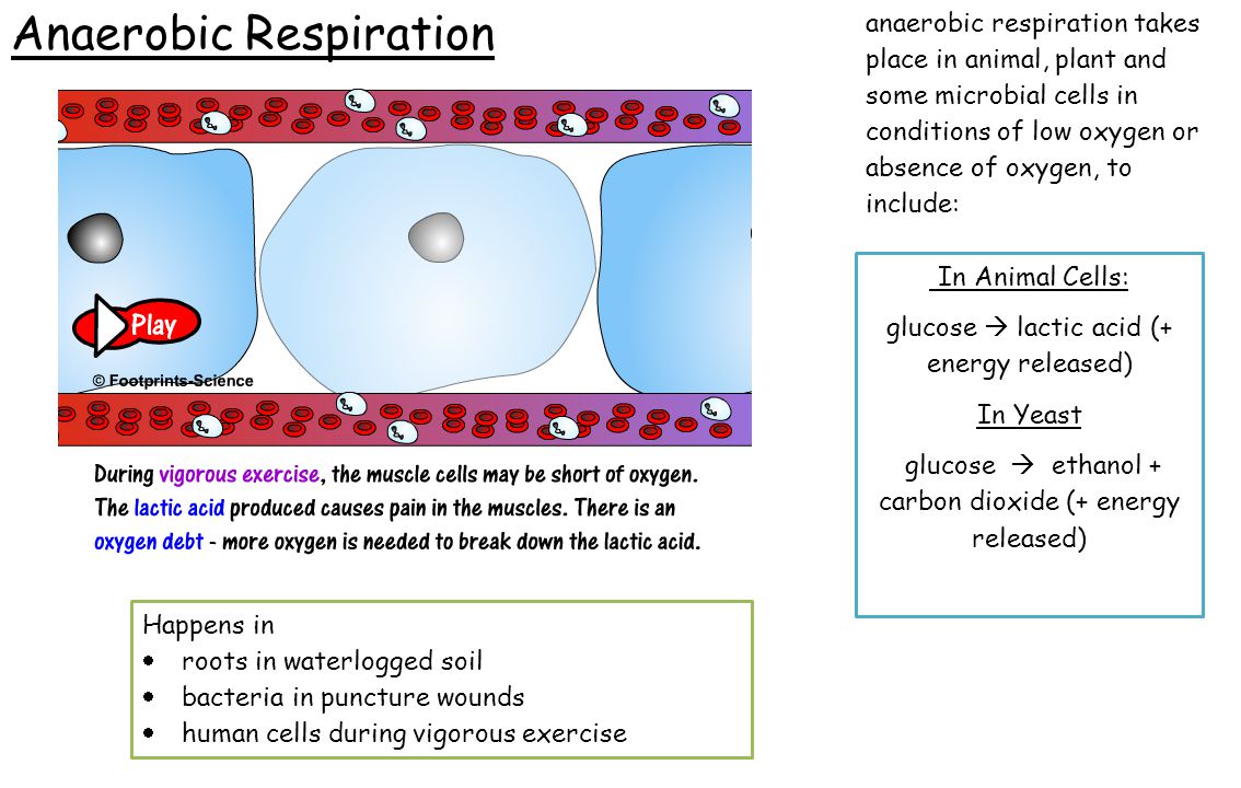 Ocr 21 St Century Science Unit B4 Revision Animal And Plant Cells 8 Anaerobic Respiration