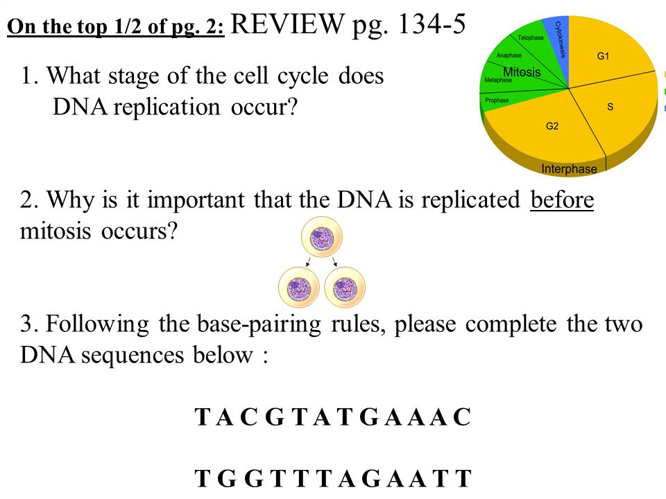 Dna Base Pairing Worksheet Answers Bhbr Info Dna Base Pairing Worksheet 1 Cgtaagcgctaatta 2