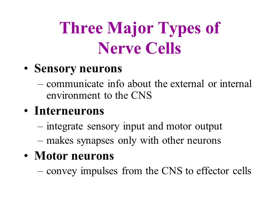 three types of neurons