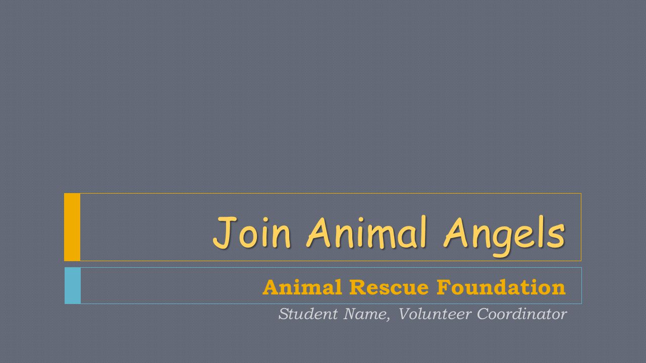 Join Animal Angels Animal Rescue Foundation Student Name, Volunteer Coordinator